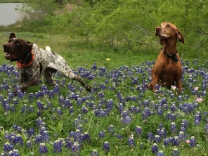 2017-04-01-Bevo-Blaze-08-Bluebonnets.JPG