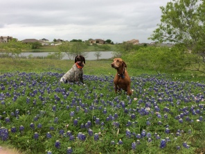 2017-04-01-Bevo-Blaze-13-Bluebonnets.JPG