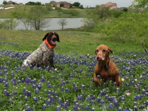 2017-04-01-Bevo-Blaze-16-Bluebonnets.JPG
