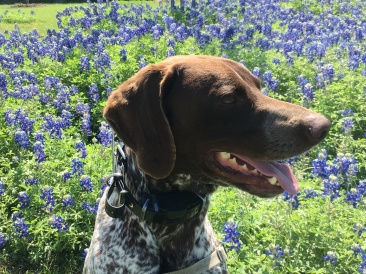 2018-03-29-Blaze-05-Bluebonnets.JPG