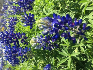 2018-03-29-Blaze-12-Bluebonnets.JPG