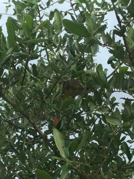 2018-05-20-Blaze-Found-a-squirrel-1.JPG