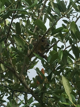 2018-05-20-Blaze-Found-a-squirrel-2.JPG