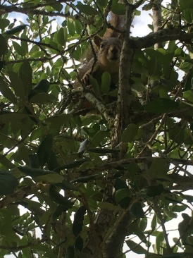 2018-05-20-Blaze-Found-a-squirrel-3.JPG