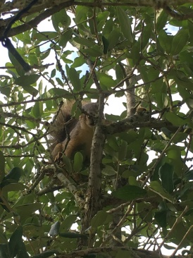 2018-05-20-Blaze-Found-a-squirrel-4.JPG
