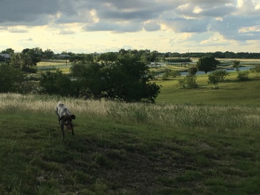 2018-06-18-Blaze-1.JPG