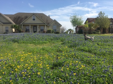 2019-03-28-Bluebonnets-Blaze-01.JPG