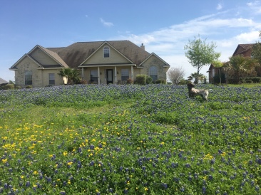 2019-03-28-Bluebonnets-Blaze-03.JPG