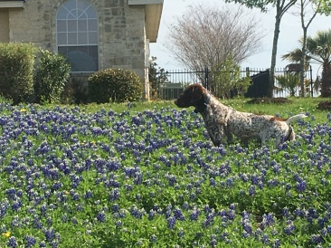 2019-03-28-Bluebonnets-Blaze-11.JPG