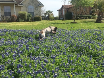 2019-03-28-Bluebonnets-Blaze-15.JPG