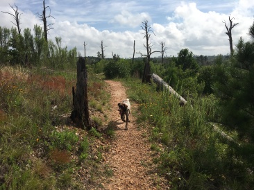 2019-06-02-Bastrop-Camping-02-Blaze.JPG