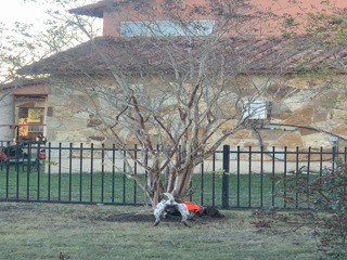 2019-10-31-Blaze-vs-Squirrel-5.png