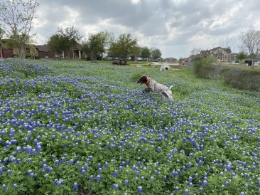 2020-03-18-Bluebonnets-2-Blaze.JPG
