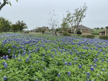 2020-03-22-Bluebonnets-1-Blaze.JPG