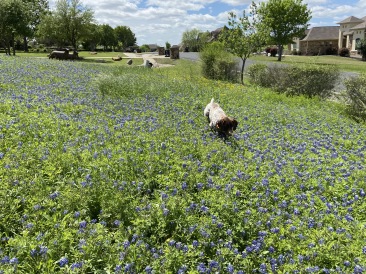 2020-03-31-Bluebonnets-3-Blaze.JPG