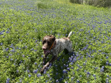 2020-03-31-Bluebonnets-4-Blaze.JPG