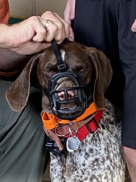 2020-05-02-Colorado-2-Blaze-muzzle.JPG