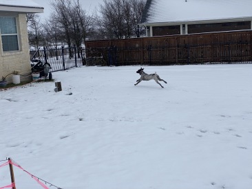 2021-01-10-Hutto-Snow-Brushy-Creek-35-Blaze.JPG