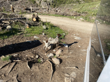 2021-06-11-Aspen-45-Lincoln-Gultch-Primitive-Camping-Blaze.jpg