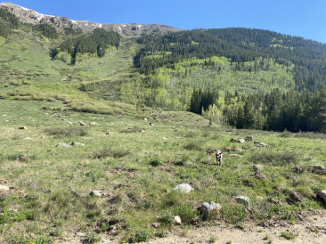 2021-06-11-Aspen-48-Lincoln-Gultch-Primitive-Camping-Blaze.jpg