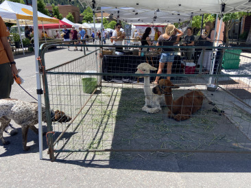 2021-06-12-Aspen-20-Blaze-llamas.jpg