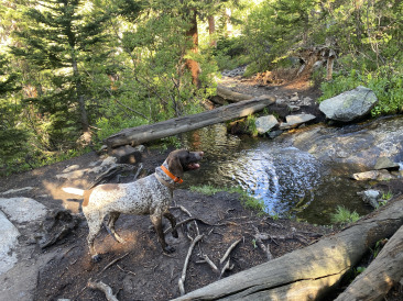 2021-06-25-AdrianaGraf-McCullough-Gultch-Hike-03-Blaze.jpg