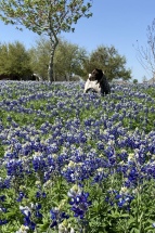 2022-04-06-Blaze-06-Bluebonnets.JPG