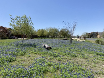 2022-04-06-Blaze-09-Bluebonnets.JPG