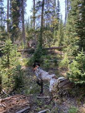 2022-09-06-Blaze-2.JPG