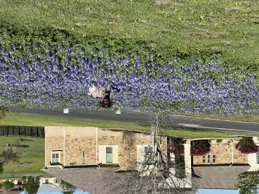 2023-03-25-Bluebonnets-22-Blaze.JPG