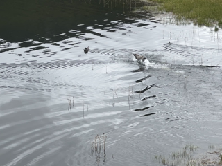 Click to Play Video 2023-06-17-Blaze-chasing-ducks-in-Lake-Dillon.png