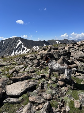 2023-07-15-Hiking-Cupid-Grizzly-35-Blaze.JPG