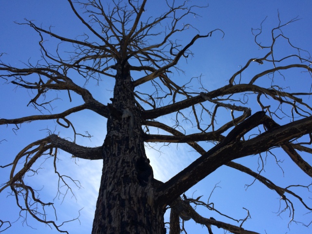 2015-07-10-Philmont-5star-017-Landscape-tree-GOOD.jpg
