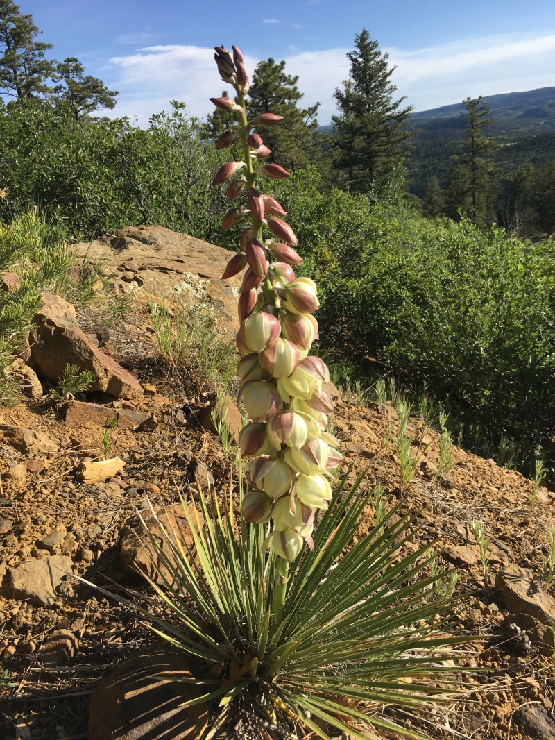 2019-06-18-Philmont-Crew8787-5-Landscape.JPG