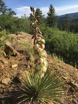 2019-06-18-Philmont-Crew8787-5-Landscape.JPG