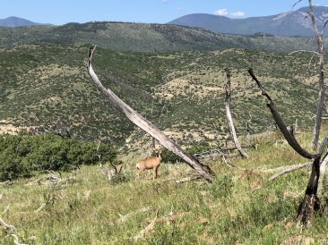 2019-06-19-Philmont-Crew8787-11-Landscape-deer.JPG