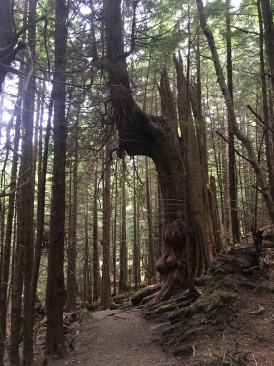2019-07-07-50th-anniversary-cruise-Ketchican-24-weird-tree-Landscape.JPG